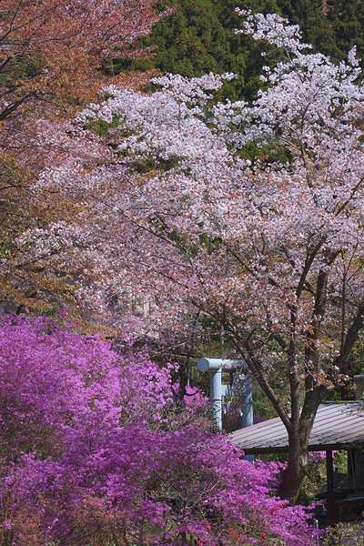 今熊神社 ミツバツツジ 桜