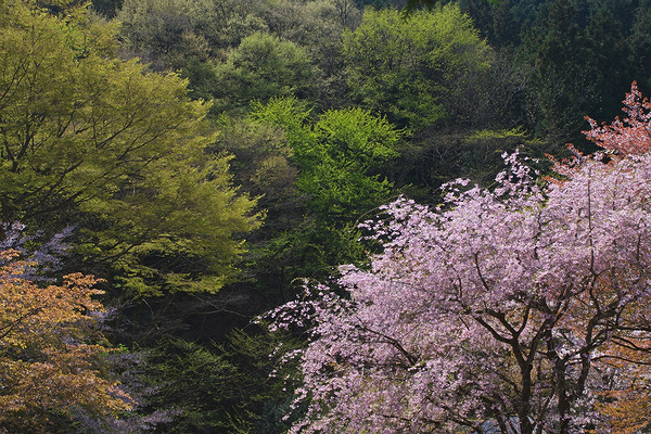 今熊神社 桜