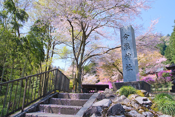 今熊神社 山門 ミツバツツジ 桜