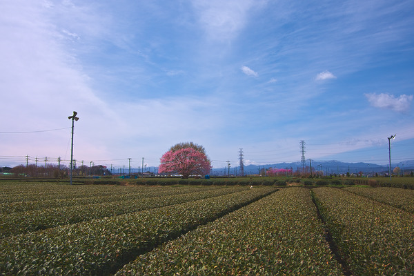 入間茶畑の一本桜 桜 茶畑