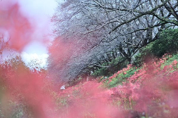 入間リバーサイドの桜並木 彼岸花