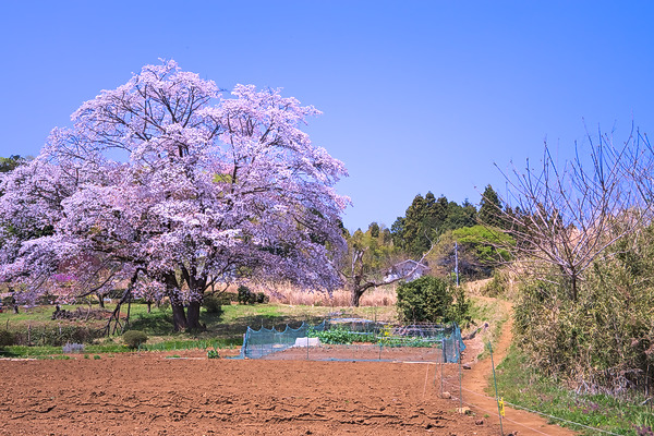 岩淵の一本桜 桜 山桜