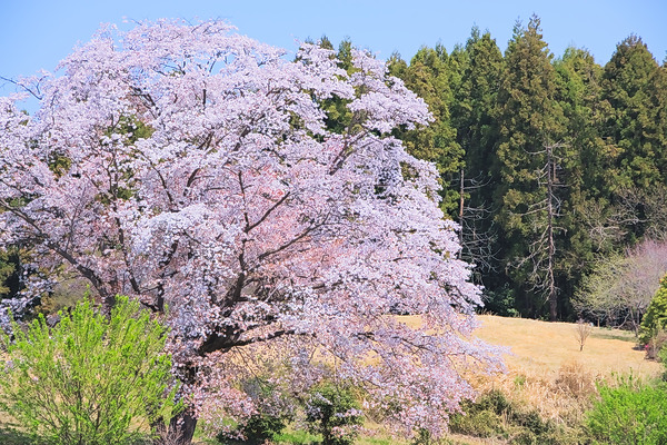 岩淵の一本桜 桜 山桜