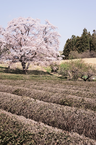 岩淵の一本桜 桜 山桜 茶畑