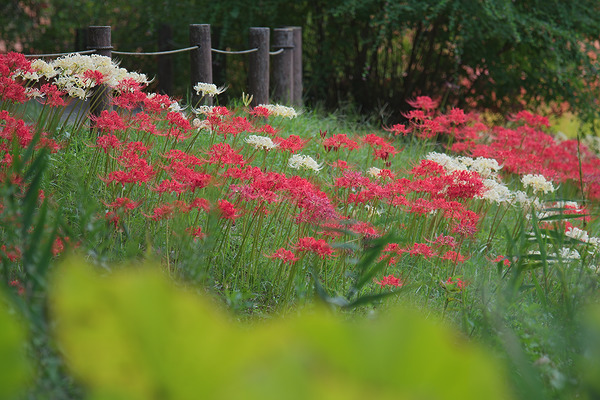 神代植物公園水生植物園 彼岸花