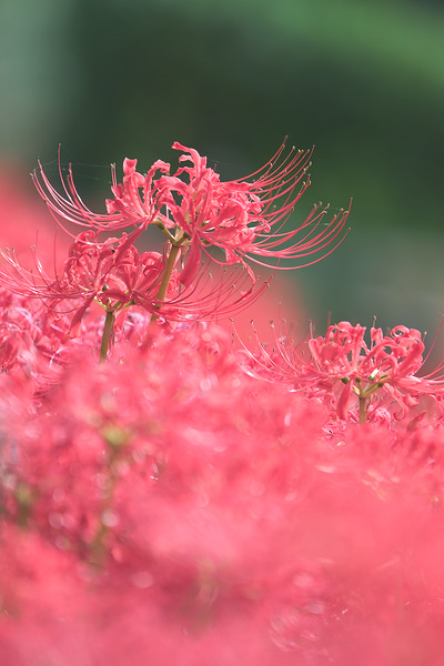 神代植物公園水生植物園 彼岸花