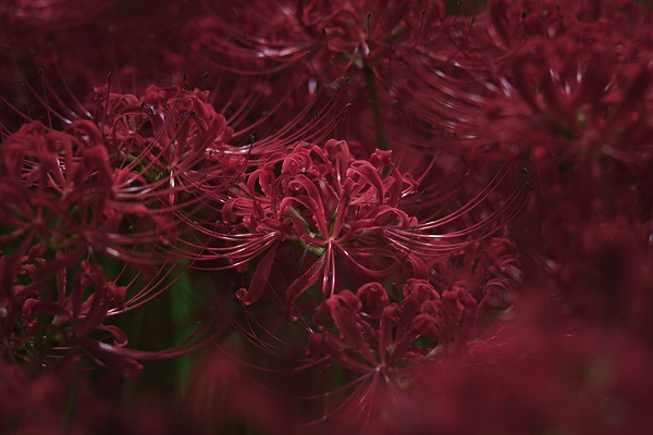 神代植物公園水生植物園 彼岸花