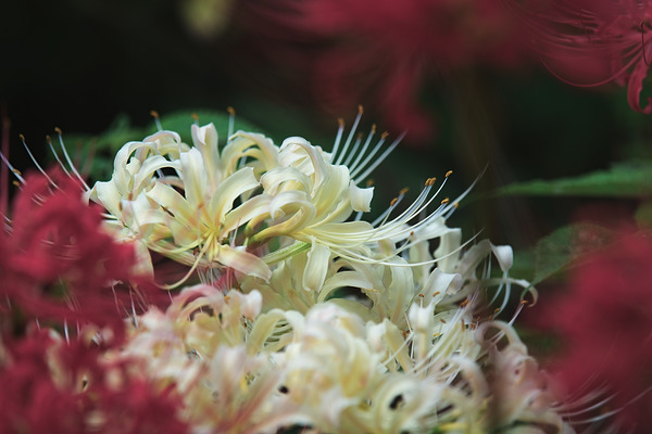 神代植物公園水生植物園 彼岸花