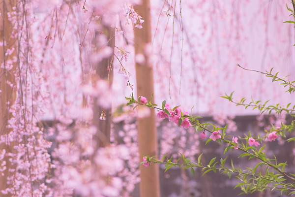地蔵院 枝垂れ桜 花桃
