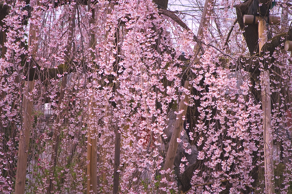 地蔵院 枝垂れ桜