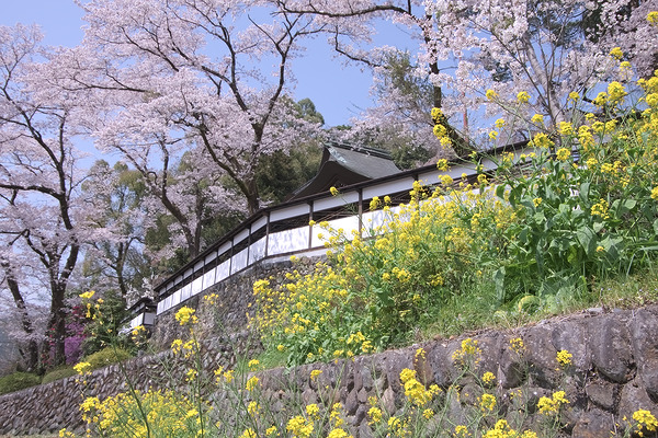 海禅寺 桜 菜の花