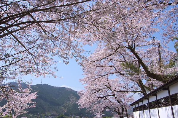 海禅寺 桜