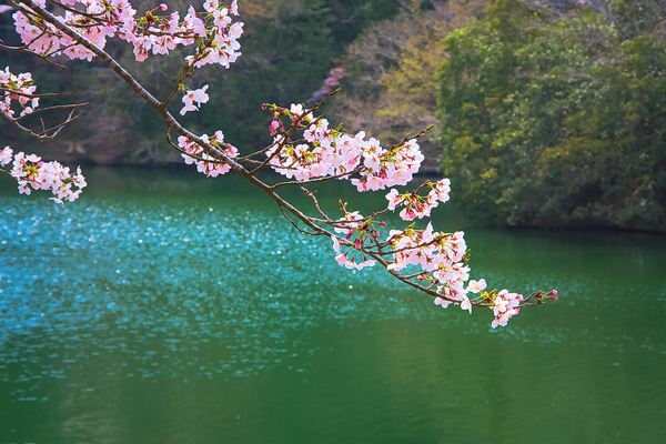鎌北湖 桜