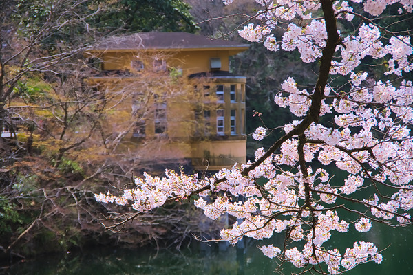 鎌北湖 桜