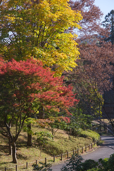 釜の淵公園 紅葉