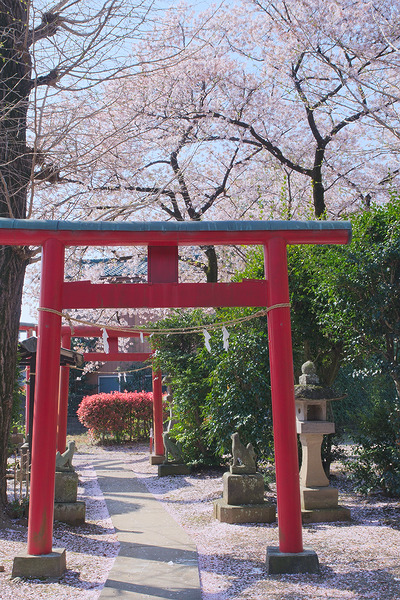 鎌足稲荷神社 桜