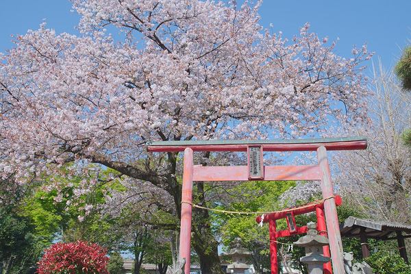鎌足稲荷神社 桜