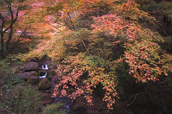 神戸岩 紅葉