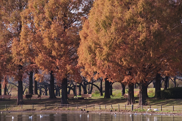 川越水上公園 紅葉 メタセコイア