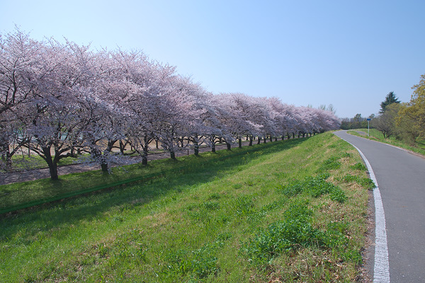 川越水上公園 桜