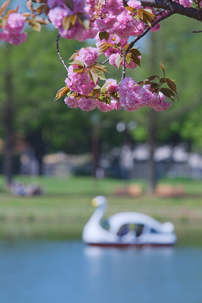川越水上公園 八重桜