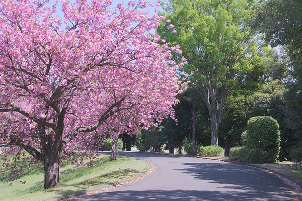 川越運動公園 八重桜