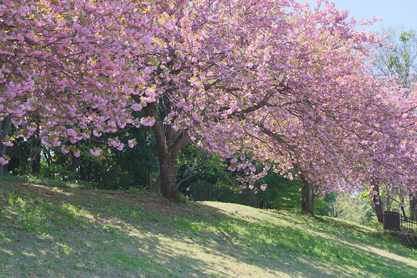 川越運動公園 八重桜