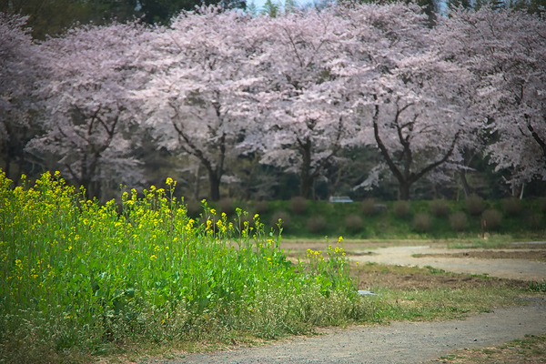 巾着田 桜 菜の花