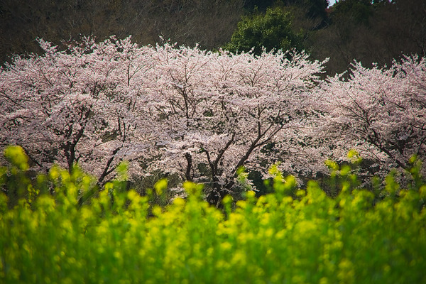 巾着田 桜 菜の花
