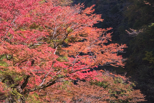 金蔵落としの渓流 紅葉