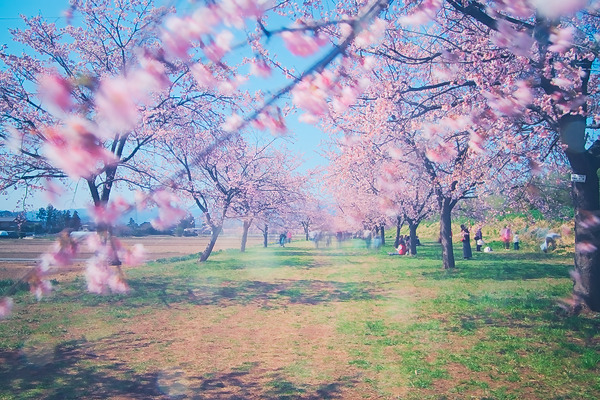 3月の被写体 桜