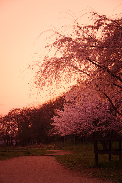 北山公園 桜