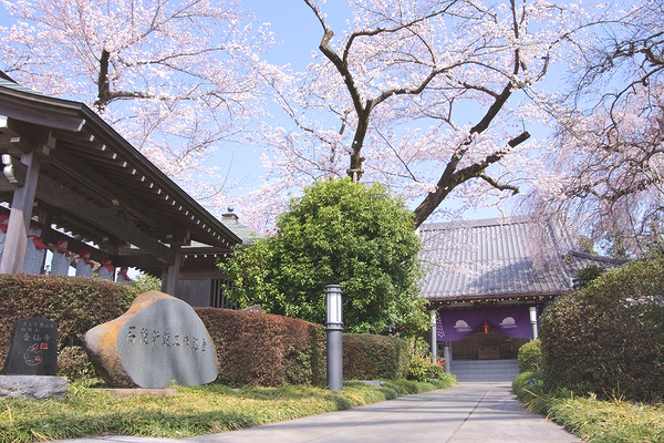 金仙寺 桜
