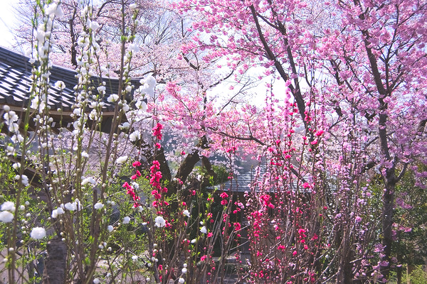 金仙寺 桜