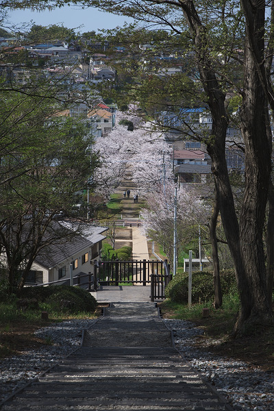 廻田緑道 桜