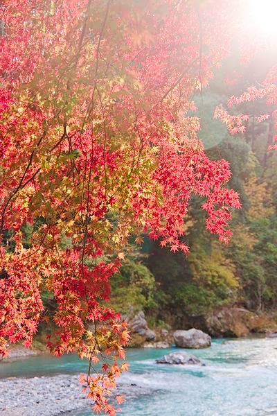 御岳渓谷 紅葉