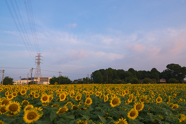 みよし花街道 ひまわり