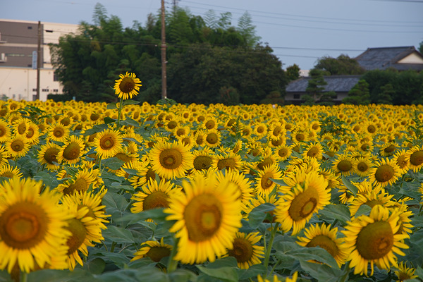 みよし花街道 ひまわり