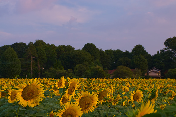 みよし花街道 ひまわり