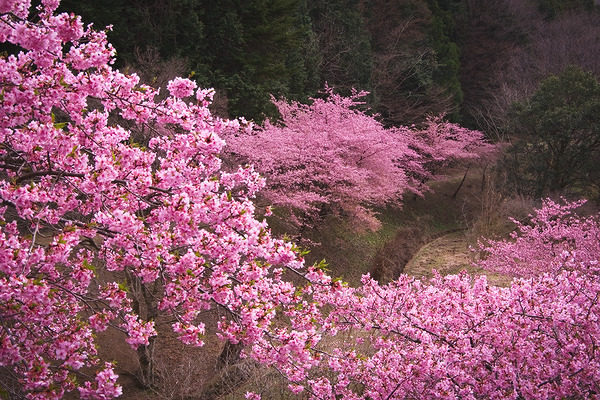 桃木農村公園 桜