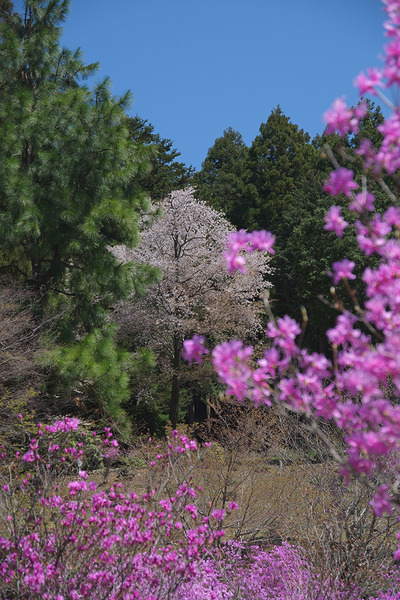 むらさき山ミツバツツジ園 ミツバツツジ 桜