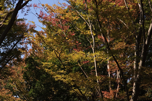 武蔵野公園 紅葉