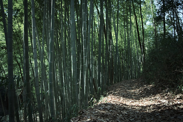 長沼公園 竹林