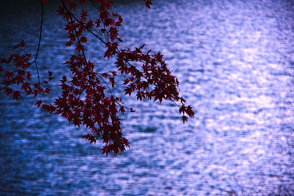 名栗湖 紅葉