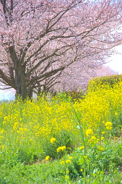 なぐわし公園 PiKOA 桜 菜の花