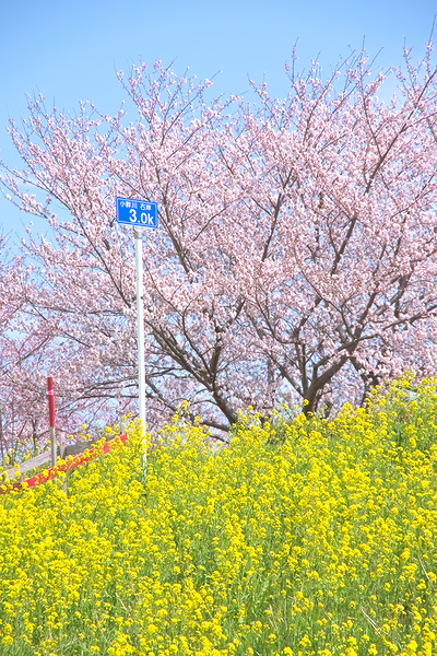 なぐわし公園 PiKOA 桜 菜の花