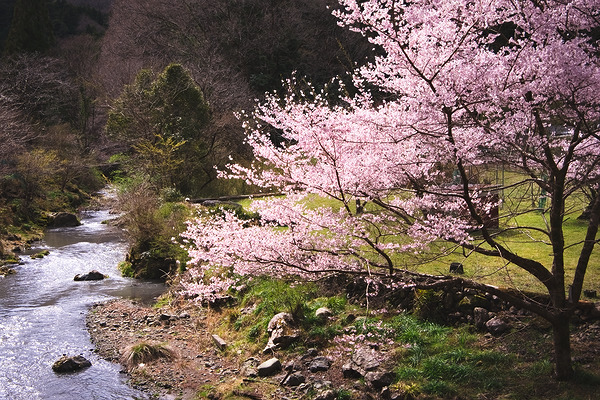 中藤川中郷の一本桜 桜