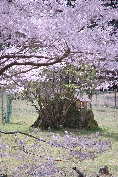 中藤川中郷の一本桜 桜 祠