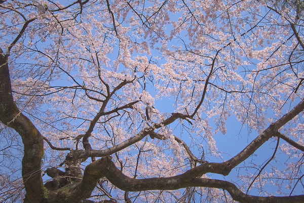 中院 桜
