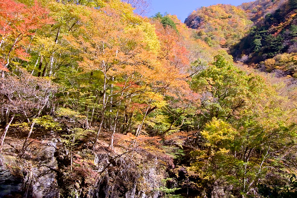 中津峡 仏石山 紅葉